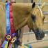 Palomino World Show